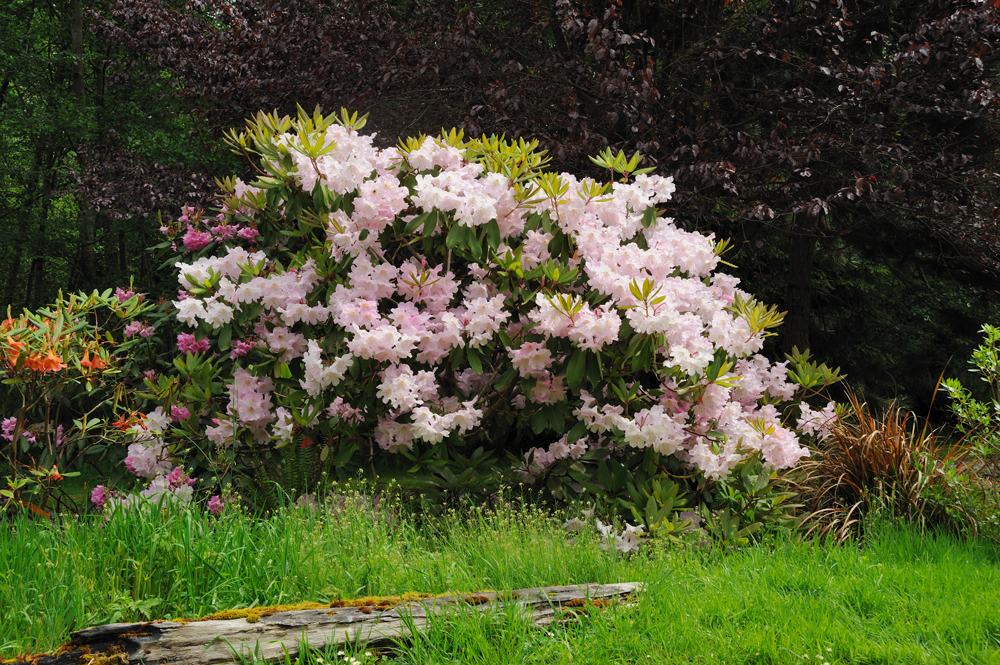 Рододендрон садовый в ландшафтном дизайне фото и описание